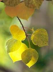 Backlit Aspen, Jones Park