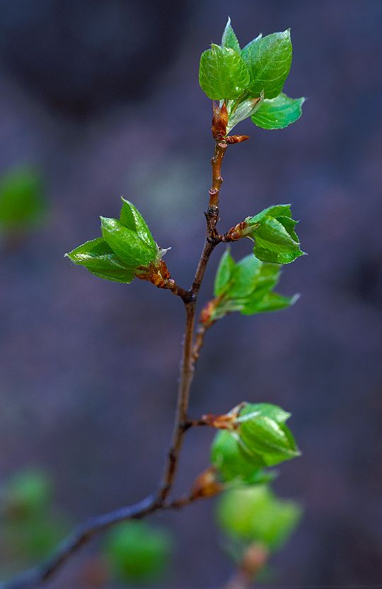 New Aspen Leaves, Lovell Gulch