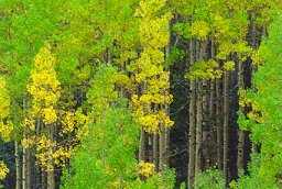 Aspens, Bear Creek and Forester Trails