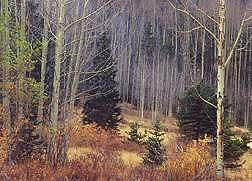 Bear Creek and Forester Trails, October