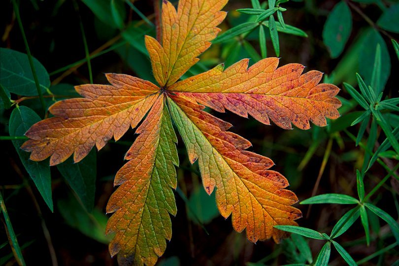 Autumn Leaf, Barr Trail