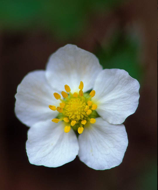 Strawberry Blossom, Waldo Canyon