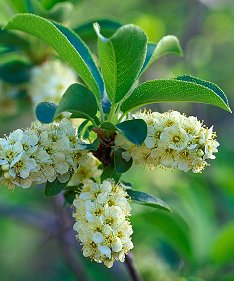 Chokecherry Blossoms, Waldo Canyon