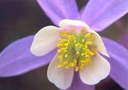 Colorado Columbine, Bottomless Pit Trail