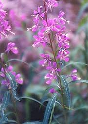 Fireweed, Seven Bridges Trail