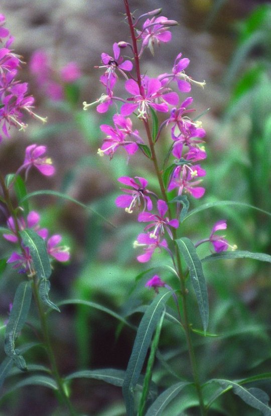 Fireweed, Seven Bridges Trail