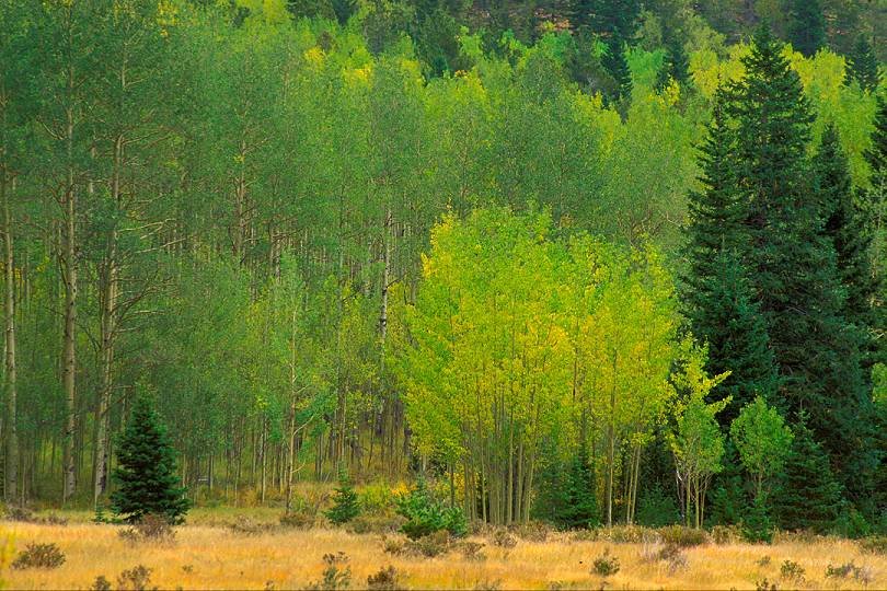 Aspens, Bear Creek and Forester Trails