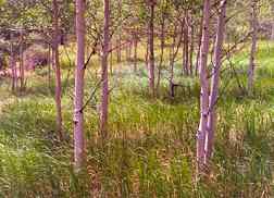 Jones Park Aspens