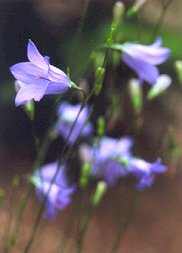 Harebells on Palmer Trail