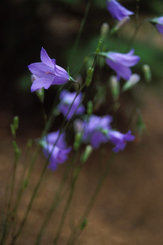 Harebells on Palmer Trail