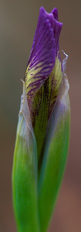 Wild Iris, Lovell Gulch