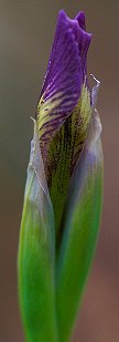 Wild Iris, Lovell Gulch