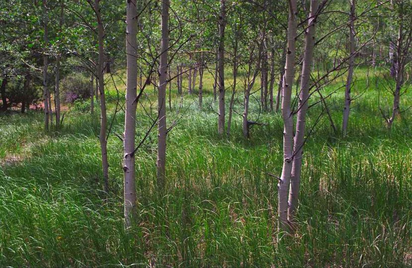 Jones Park Aspens