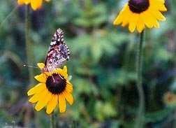 Painted Lady in the Garden of Eden