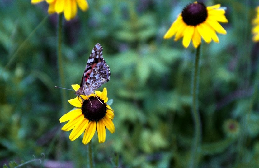 Painted Lady in the Garden of Eden