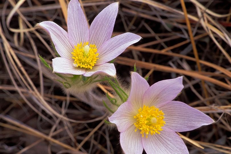 Pasqueflowers, Palmer Park