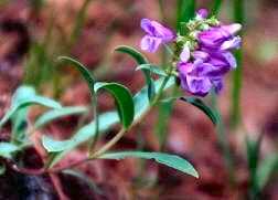 Penstemon, Seven Bridges Trail