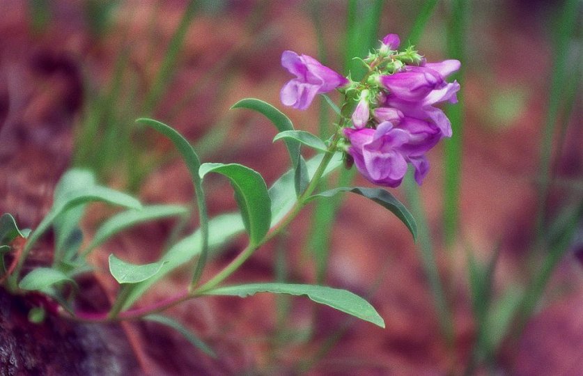 Penstemon, Seven Bridges Trail