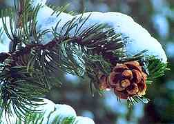 Icy Pine Cone at Garden of the Gods