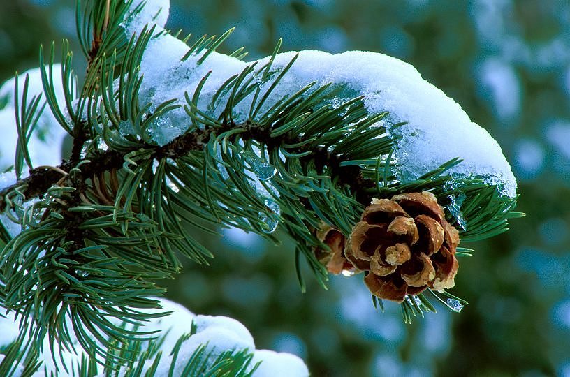 Snowy Pine, Garden of the Gods