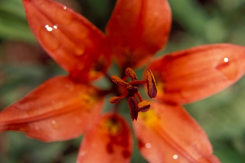 Red Lily with Pollen