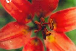 Red Lily with Pollen