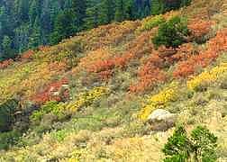 Colorful Groundcover, Waldo Canyon