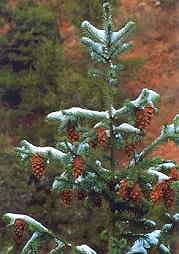 Snowy Spruce, Garden of the Gods