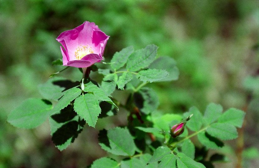 Wild Rose in the Garden of Eden