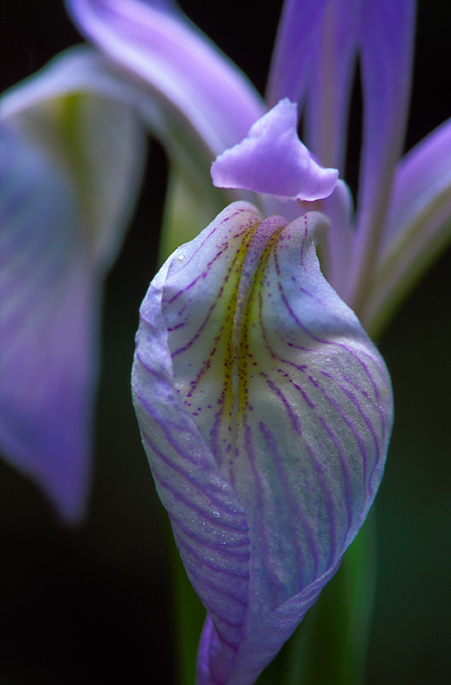 Wild Iris, Waldo Canyon